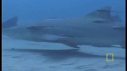  Lemon Sharks 