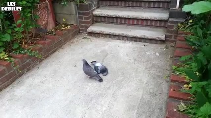 Гълъб се опитва да събуди мъртвия си приятел
