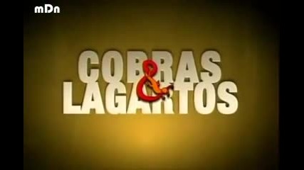 Cobras & Lagartos 68