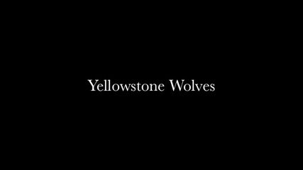 Вълците от Йелоустоунския национален парк