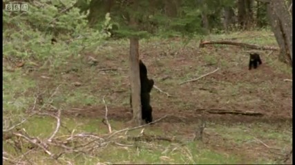 Missing Cub - Big Bear Diary - Bbc