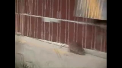 Мишка разпилява 5 котки
