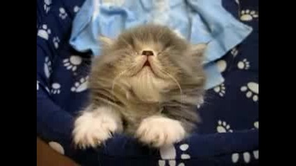 Много Сладко Заспиващо Коте!