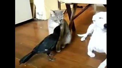 Гарван храни куче и котка