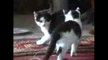 Koteta Se Biqt Smqh