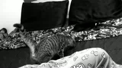 Котка се изпуска на леглото