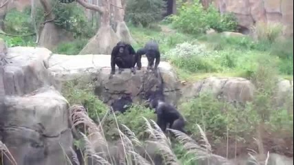 Маймуни срещу миеща мечка