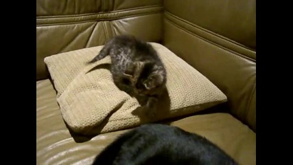 Малко коте се бори с опашката на мама...