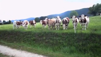 Невероятно! Крави, любители на музиката.