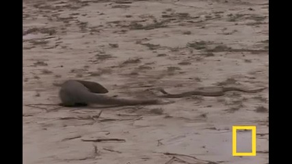 Cobra vs. Mongoose 