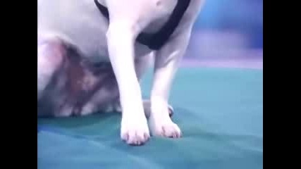 Невероятно дресирано куче 