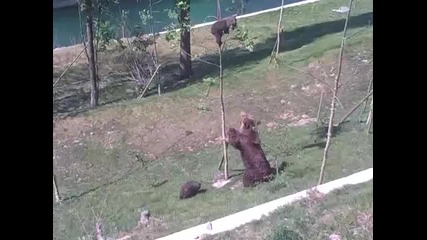 мечка сваля мечето си от дърво