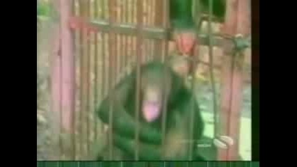 Откачени Маймуни