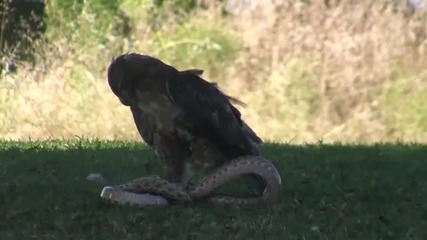 Орел срещу змия