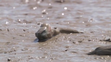 Amazing animals - Mudskipper 