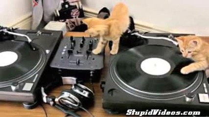 Супер сладки Dj котета :)