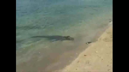 Крокодил напада Акула