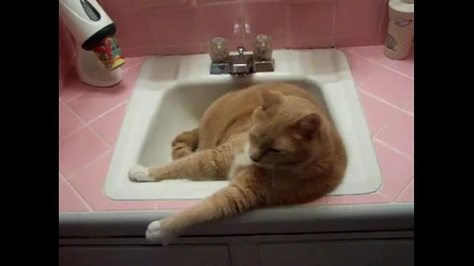 Коте говори докато се излежава във мивка 