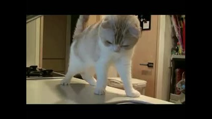 Коте си играе с вода