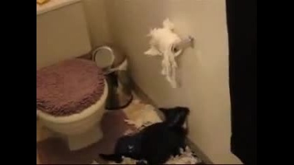 Котка срещу тоалетна хартия