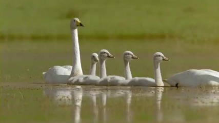Winged Migration 