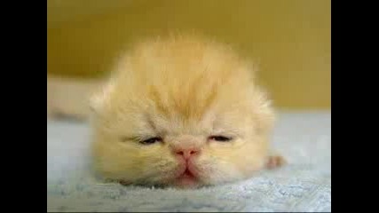 baby animals 
