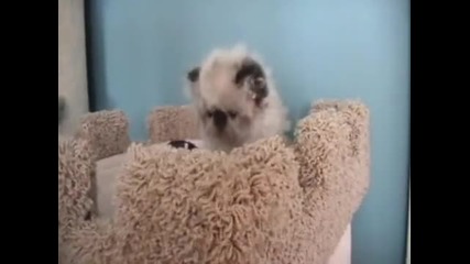 Cat Attack 