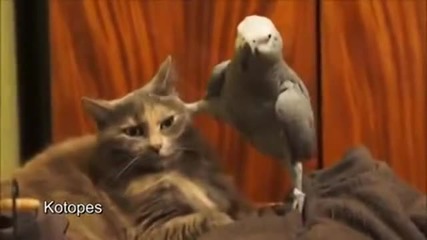 Папагал целува котка по очите ..