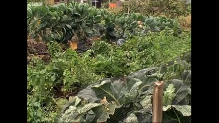 Allotment problem - The Urban Chef - Bbc 