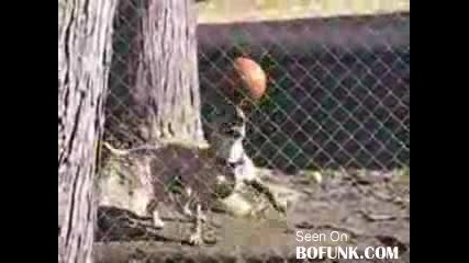 Куче Баскетболис