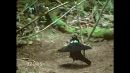 Funny Bird Courtship
