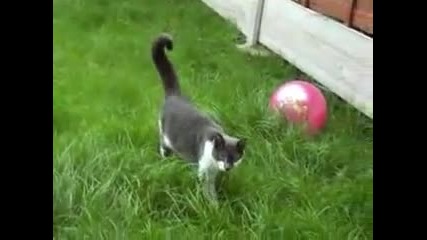 Котка атакува - смях 