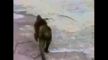 Маймуна се стряска като се огледа