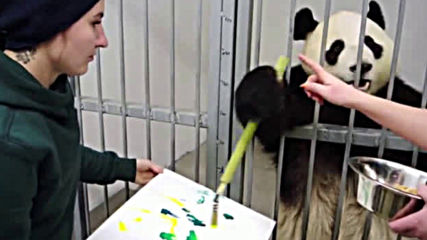 Панди в московския зоопарк се учат да рисуват (ВИДЕО)