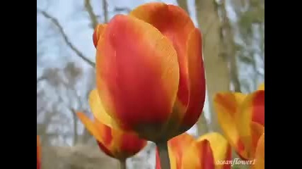 Yanni - Felitsa 