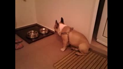 Куче се храни след молитва!!!