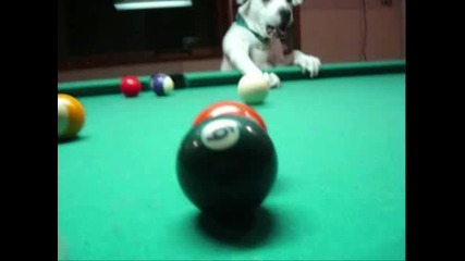 Най - уникалното куче което сте виждали ... Играе билярд !!! 