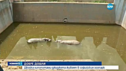 Софийският зоопарк с двама нови обитатели - хипопотами-джуджета