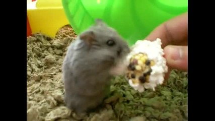 Gary vs Popcorn 