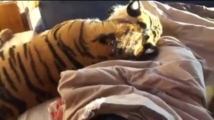 Човек спи със спасен тигър