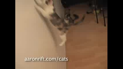 Котки срещу Лазер