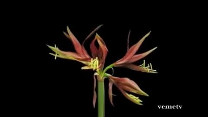 Las flores mas hermosas del Mundo