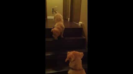 Куче помага на приятелчето си да слезе по стълбите