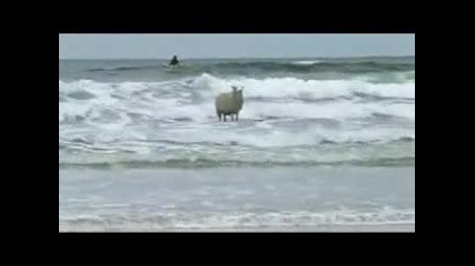 ovca kara sarf :p 