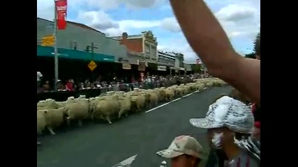 Овцете на парад в Нова Зеландия