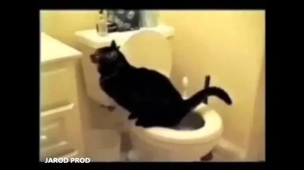 Смешни котки компилация :д