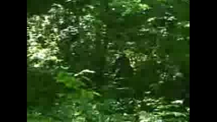 Benkovski - Kostina