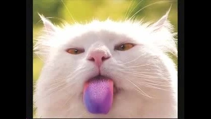 Смешни котешки снимки