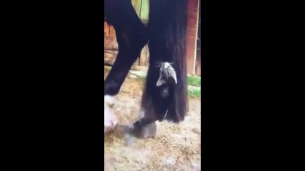 Котенце си играе с опашката на коня