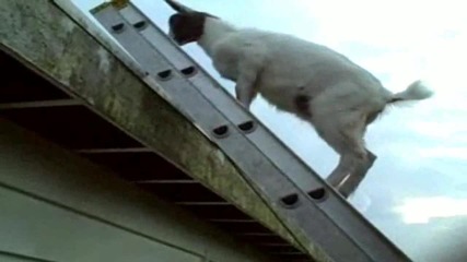 laddergoat :d:d:d:d:d:d